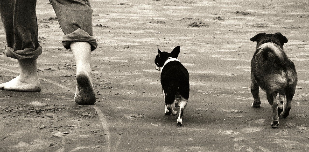 truffinade-conseils-marche-au-pied-education-canine