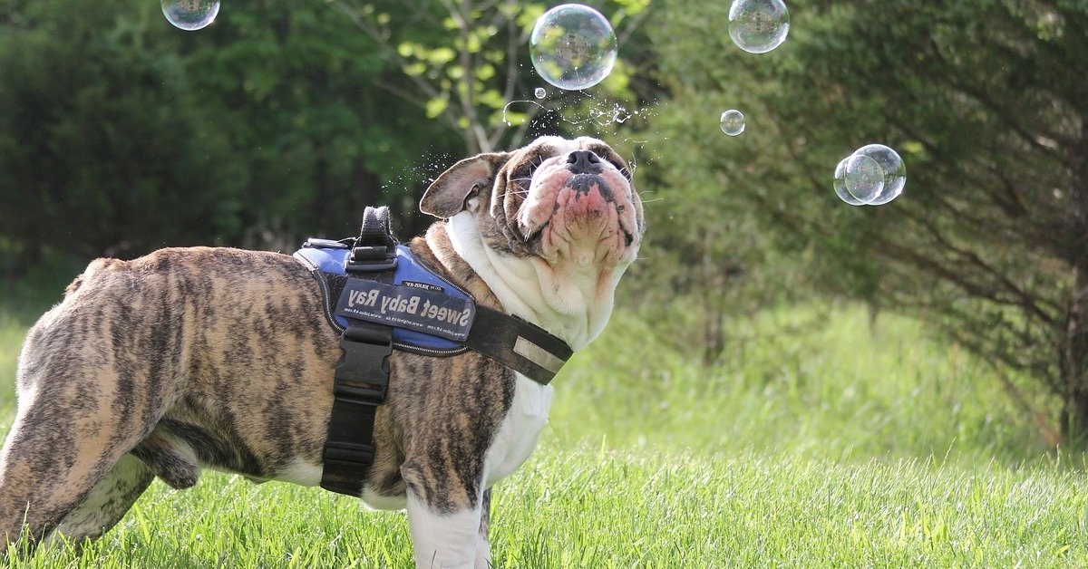 truffinade bulle de tranquillite du chien - Truffi-conseils-covid-19-5 / La nécessaire bulle de tranquillité du chien