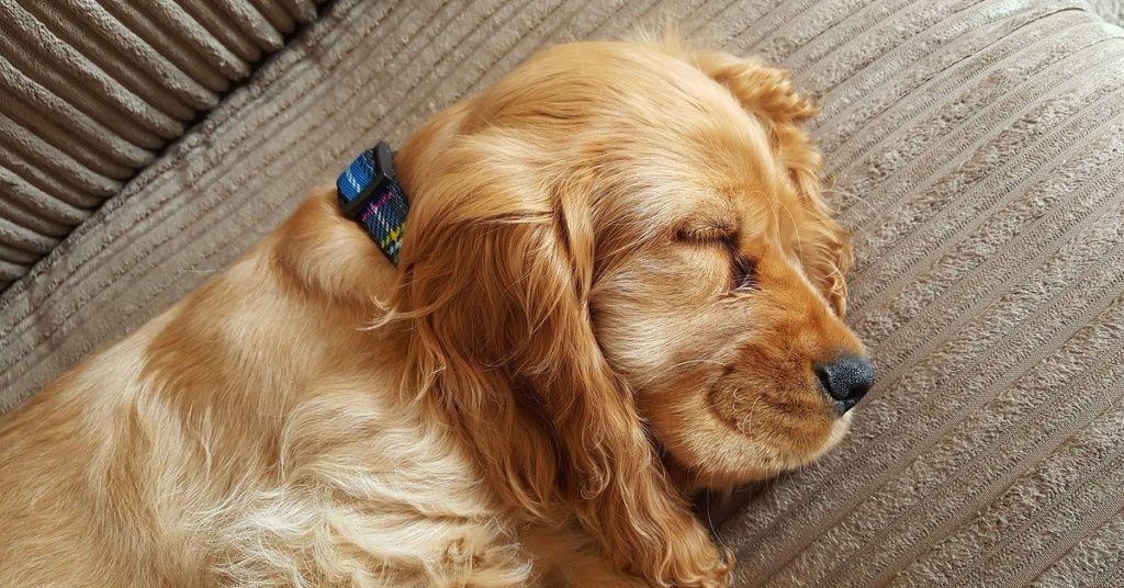 truffinade-chien-dodo-sommeil