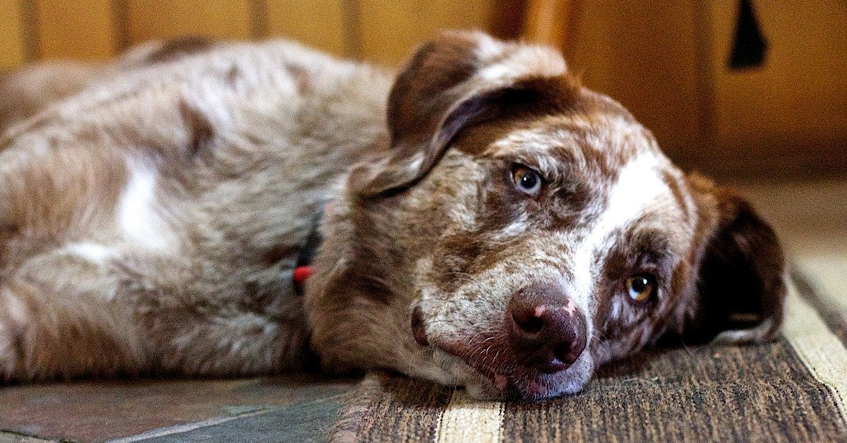 truffinade importance de rester serein avec son chien - Truffi-conseils-covid-19-8 / L'importance de rester serein avec son chien !