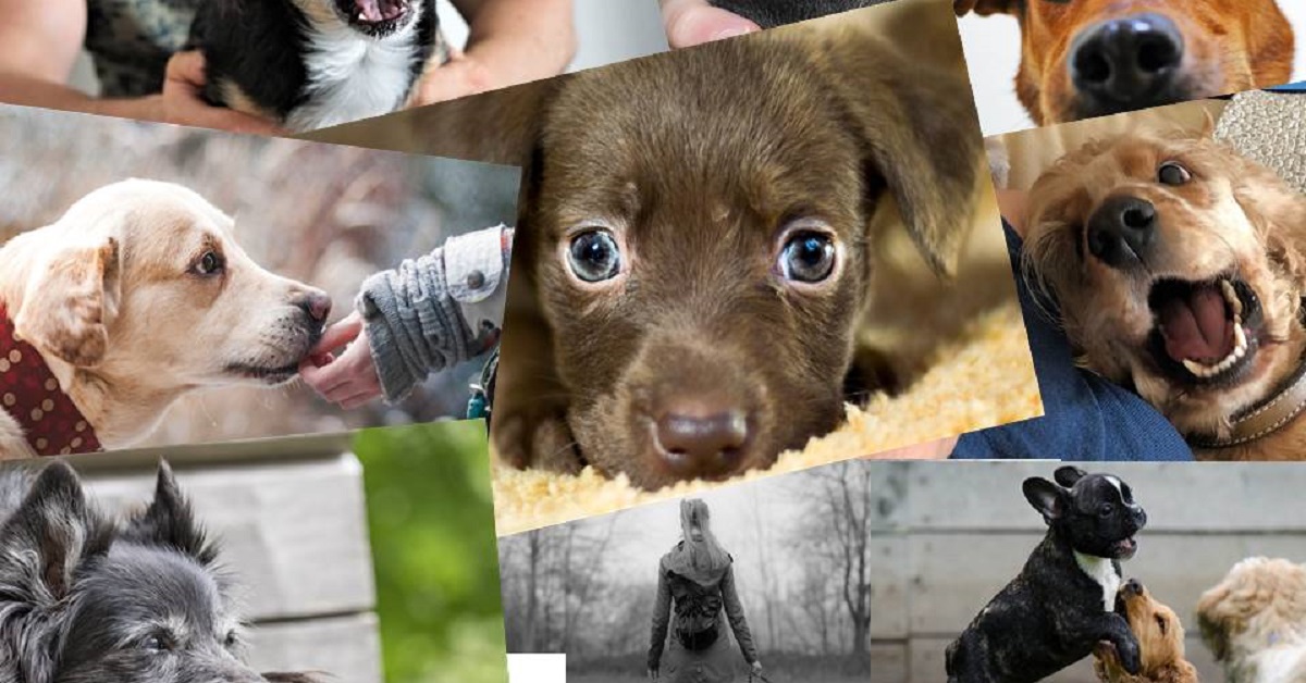 truffinade-les-bons-gestes-pour-adopter-un-chien
