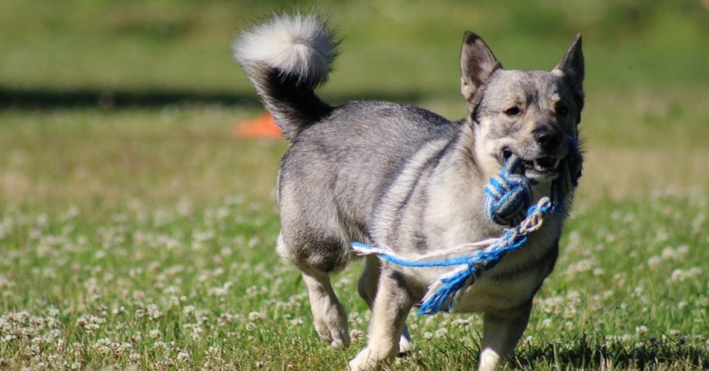 truffinade quels jouets pour occuper un chien 1024x536 - Actualités et conseils