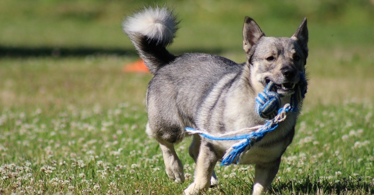 truffinade-quels-jouets-pour-occuper-un-chien