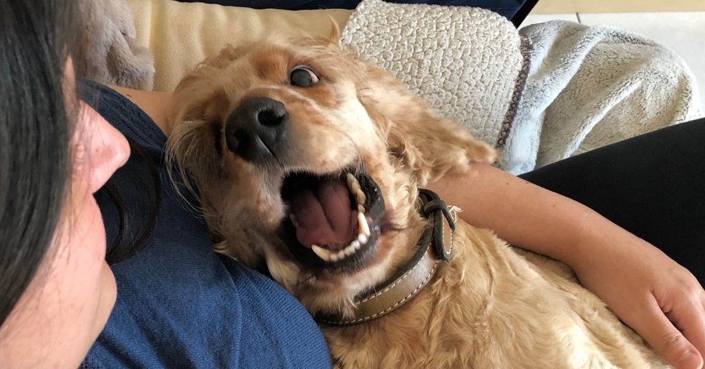 truffinade-un-bon-chien