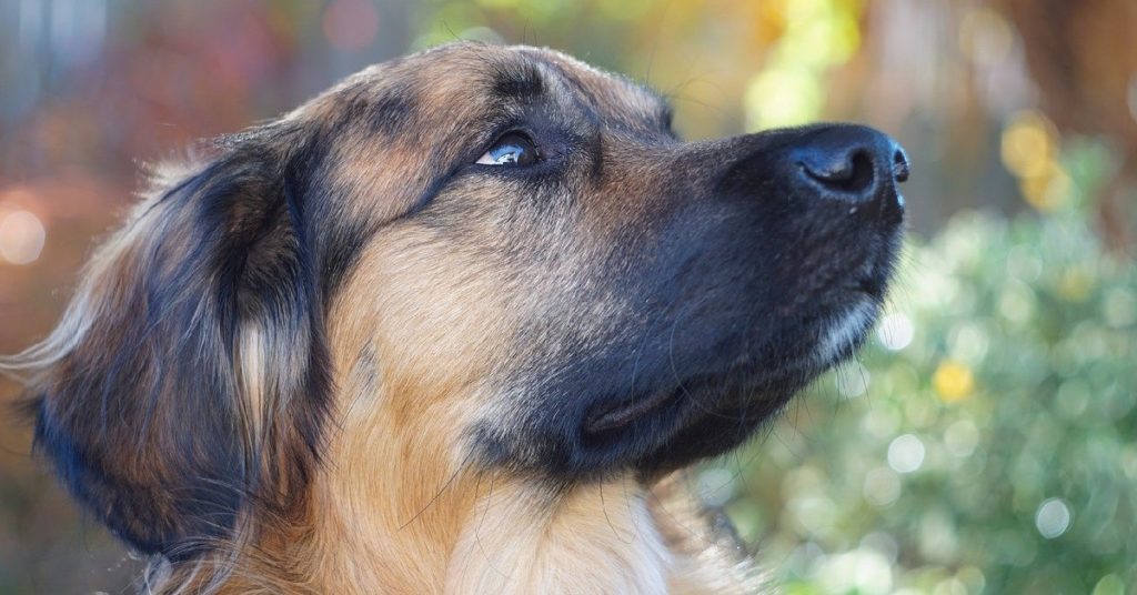 truffinade chien prise en compte emotionnel 1024x536 - Actualités et conseils