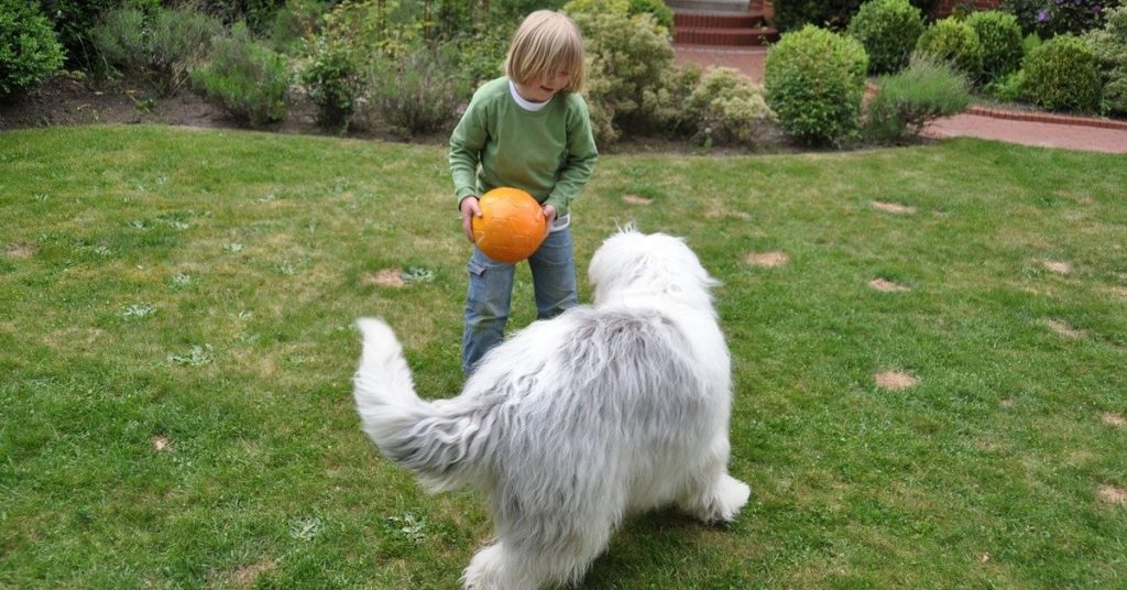 truffinade-chien-arrivee-a-la-maison