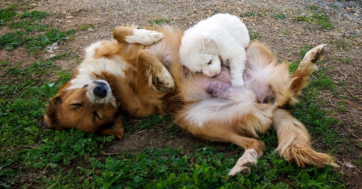 truffinade la mere et le chiot - Le chiot et sa mère