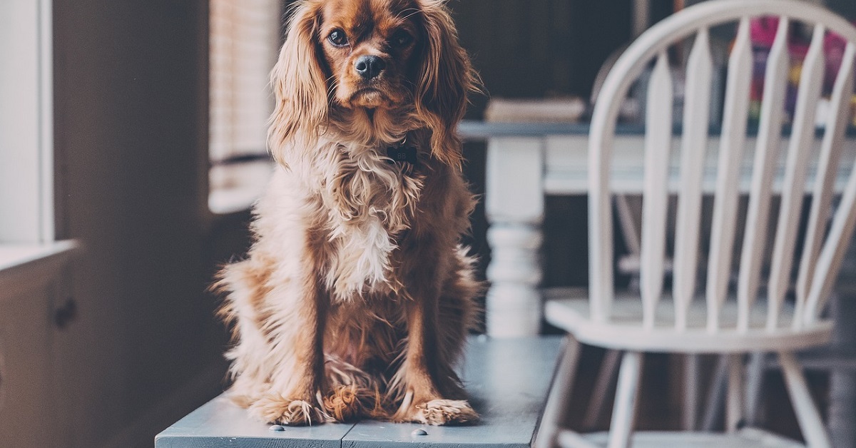 truffinade pourquoi mon s excite quand je l ignore - Pourquoi mon chien s'excite quand je l'ignore ?