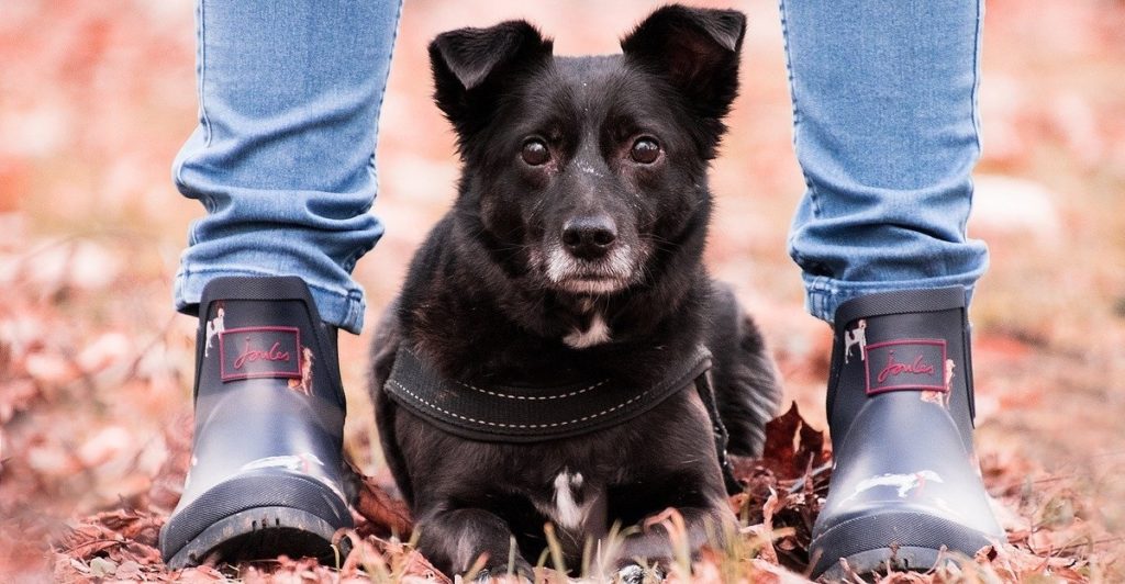 truffinade-est-ce-que-mon-chien-m-aime