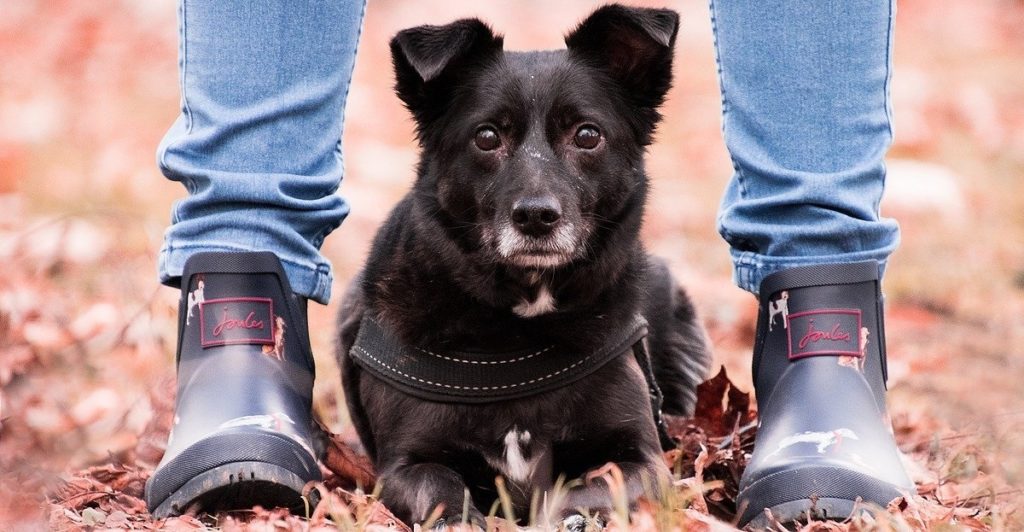 truffinade est ce que mon chien m aime 1 1024x532 - Actualités et conseils