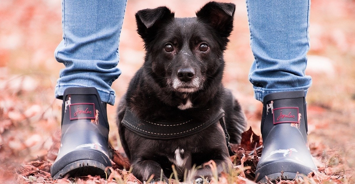 truffinade-est-ce-que-mon-chien-m-aime