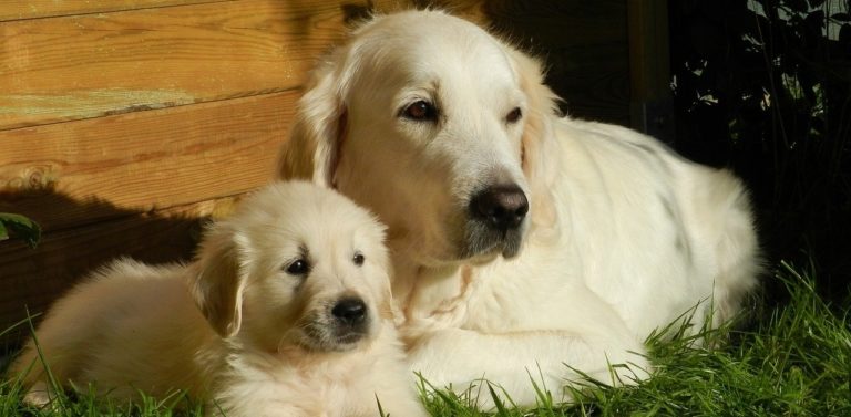truffinade-le-chiot-et-sa-mere