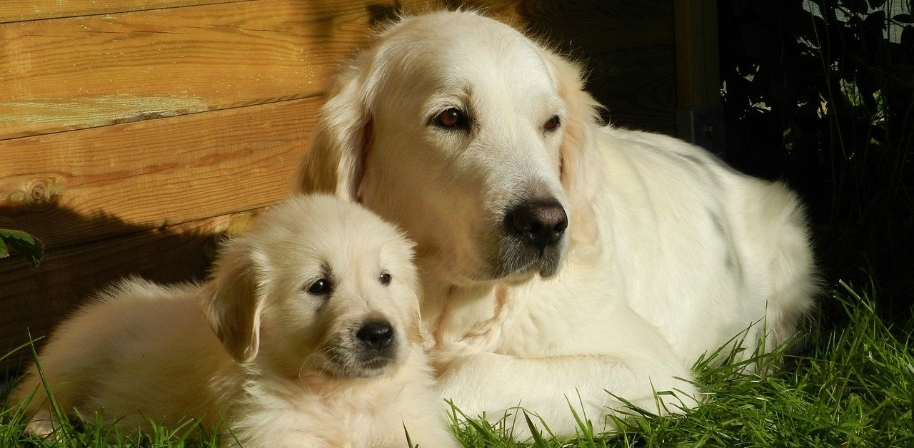 truffinade-le-chiot-et-sa-mere