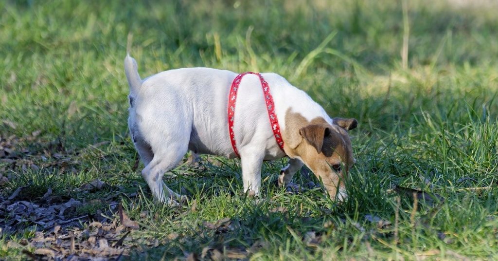 truffinade mon chien ramasse et prend tout dans sa gueule 1024x536 - Actualités et conseils