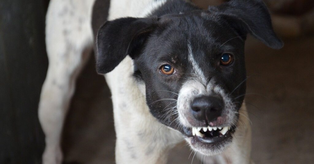 truffinade-un-chien-qui-grogne-en-voyant-ses-congeneres
