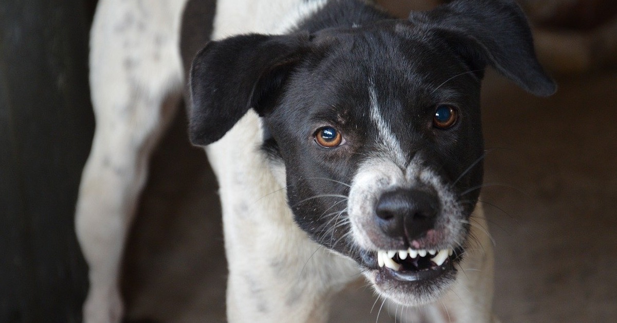 truffinade un chien qui grogne en voyant ses congeneres - Un chien qui grogne sur un congénère