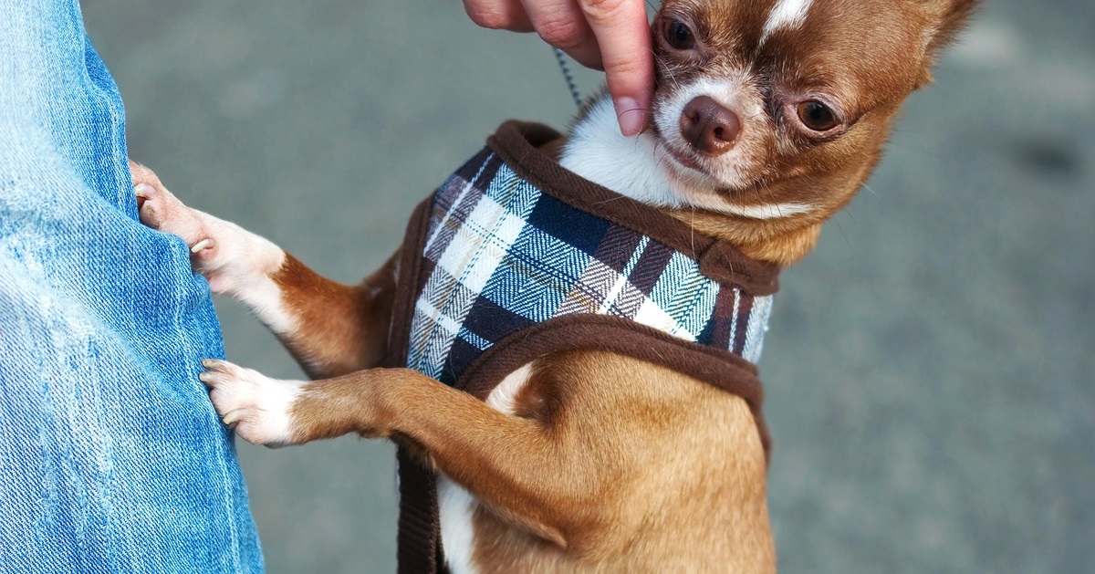 truffinade un chien qui saute sur l humain 1 - Un chien qui saute sur les humains