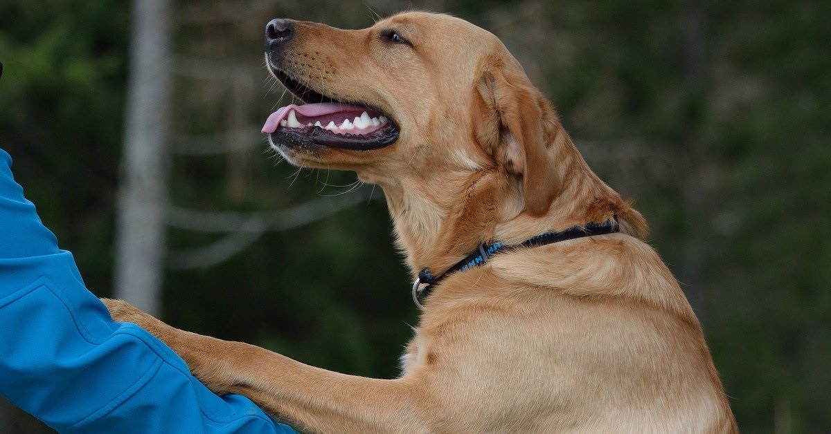 truffinade-un-chien-qui-saute-sur-l-humain