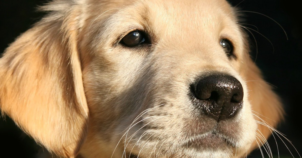 truffinade-un-chien-qui-pleure-la-nuit