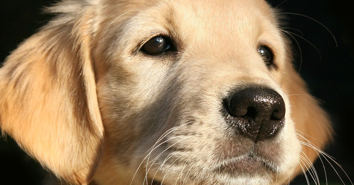 truffinade un chien qui pleure la nuit - Un chiot qui pleure