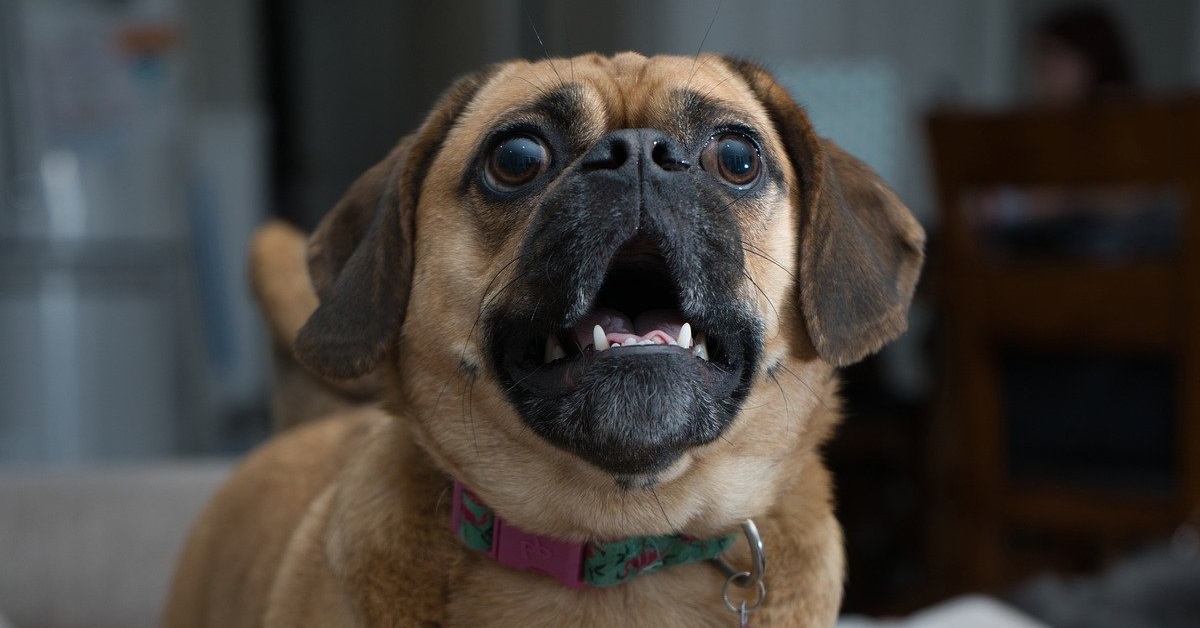 truffinade un chien qui pleure en votre absence - Un chien qui pleure en votre absence