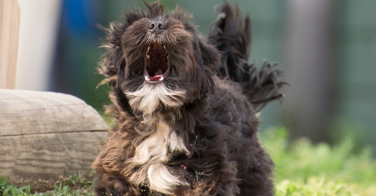 truffinade un chien qui aboie - Un chien qui aboie