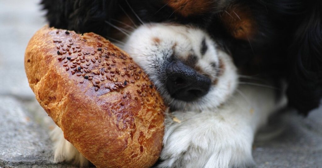 truffinade-un-chien-qui-vole