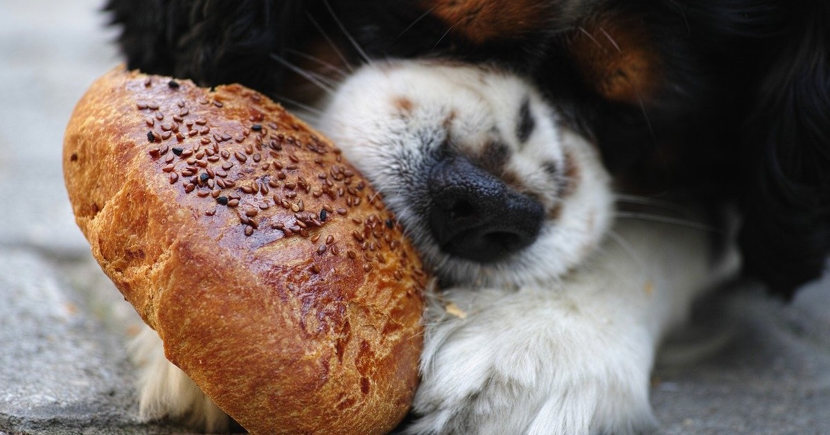 truffinade un chien qui vole - Un chien qui vol de la nourriture