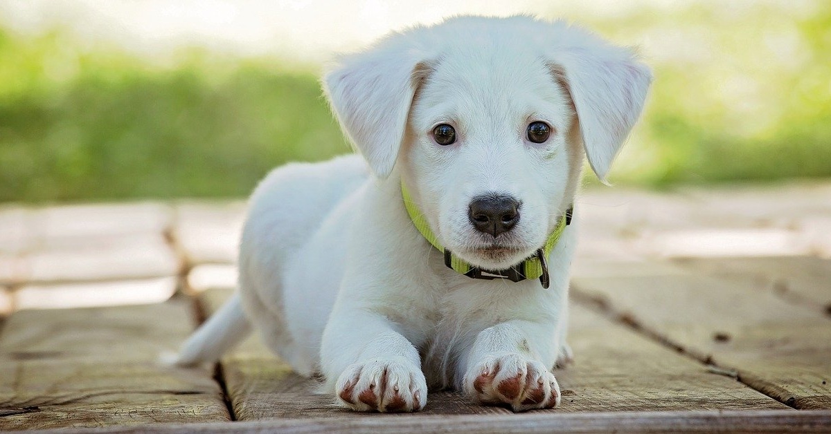 truffinade un qui ne sait pas attendre - Un chien qui ne sait pas attendre sans bouger