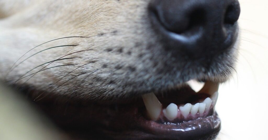 truffinade-un-chien-qui-mord