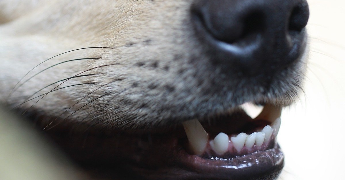 truffinade-un-chien-qui-mord