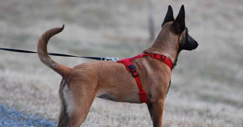 truffinade un chien qui tire en laisse 1024x536 - Actualités et conseils