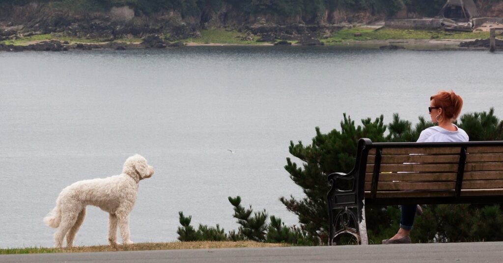 truffinade un chien qui n aime pas les calins 1024x536 - Actualités et conseils