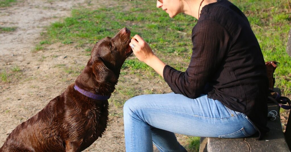 truffinade-un-chien-qui-recoit-gratuitement-des-friandises
