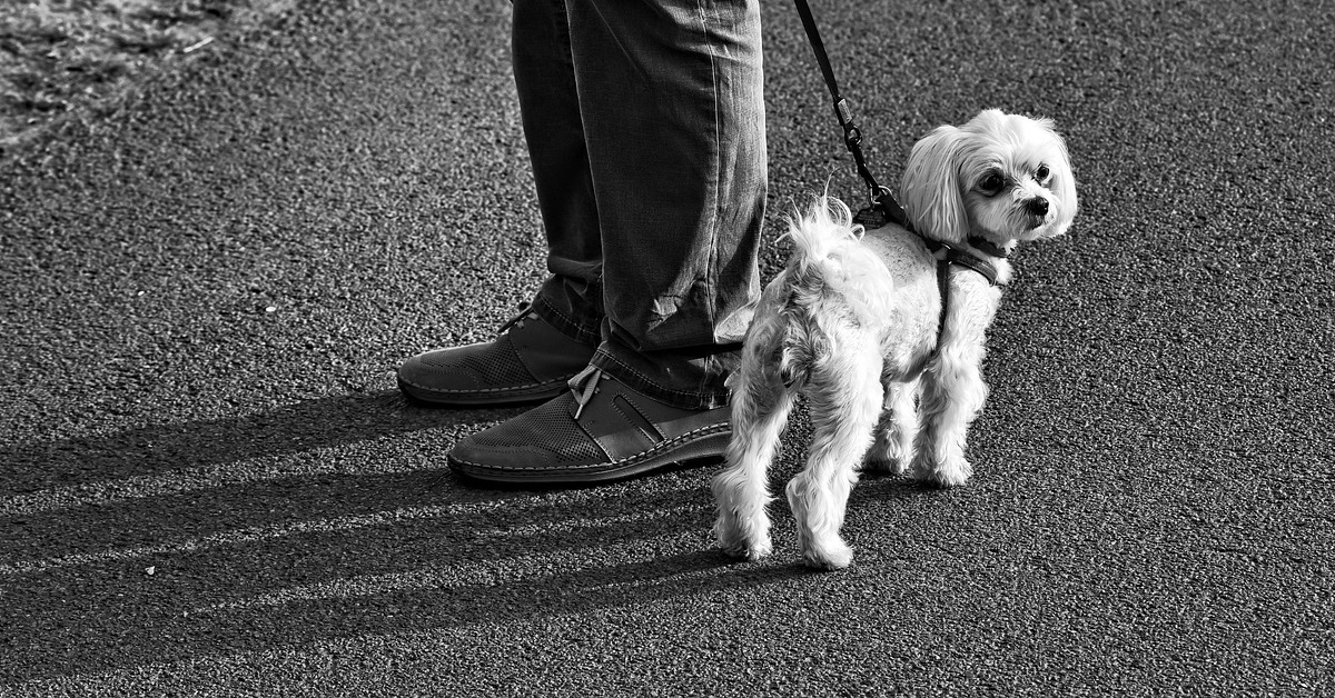 truffinade un chien qui n ecoute pas son chien - Un chien qui n'écoute pas son humain