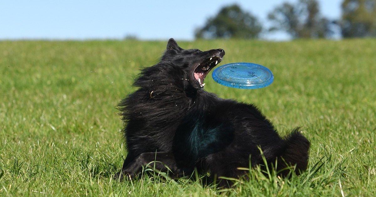 truffinade un chien qui poursuit et mordille ce qui lui passe devant le nez - Un chien qui poursuit et mordille ce qui lui passe devant le nez