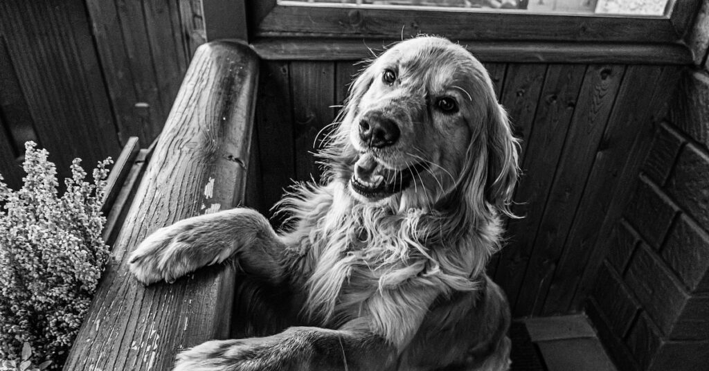 truffinade-un-chien-qui-aboie-sur-ses-humains