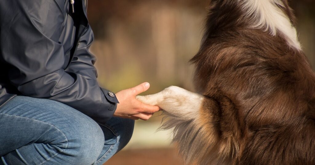 truffinade un chien qui n ecoute pas assez vite son humain 1 1024x536 - Actualités et conseils