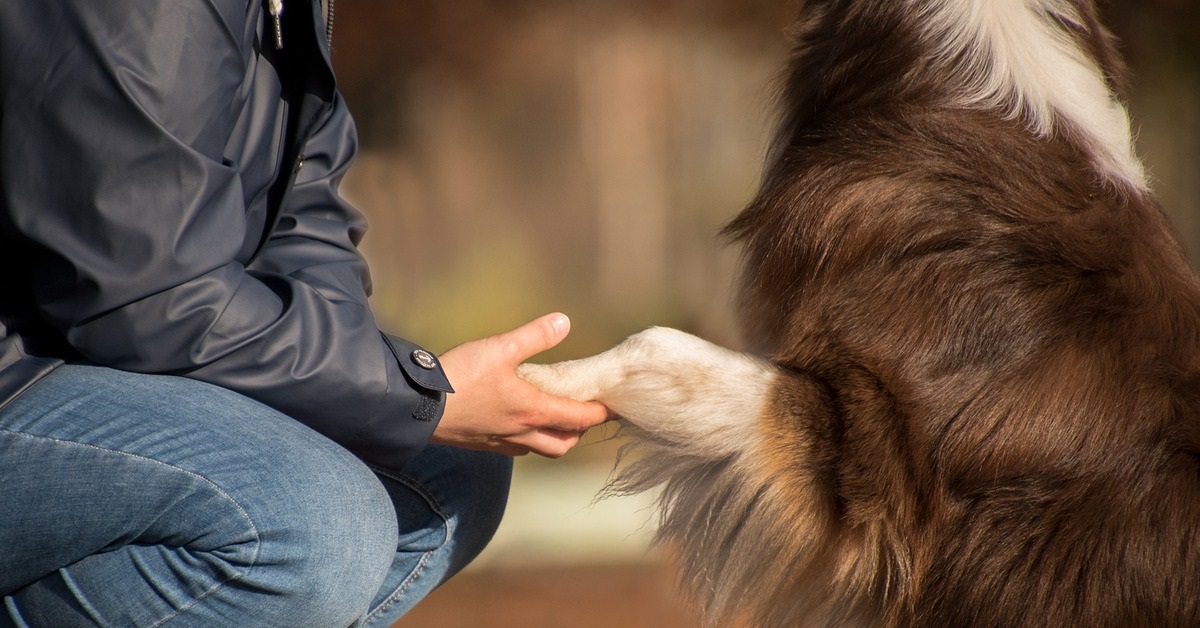 truffinade un chien qui n ecoute pas assez vite son humain 1 - Un chien qui n'écoute pas assez vite son humain