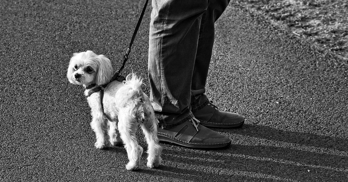 truffinade-un-chien-qui-n-ecoute-pas-assez-vite-son-humain