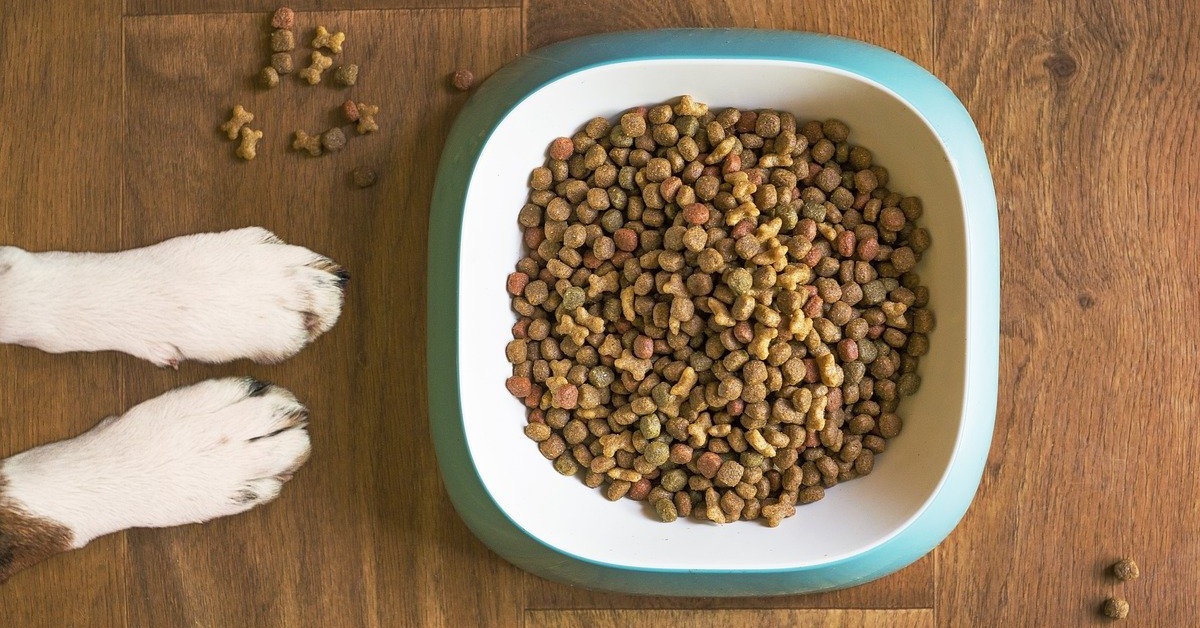 truffinade un chien qui fait le fou pour manger - Un chien qui fait le fou pour obtenir sa gamelle