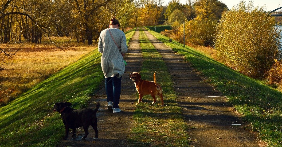 truffinade Un chien qui ne revient pas sur simple demande de son humain - Un chien qui ne revient pas sur simple demande de son humain