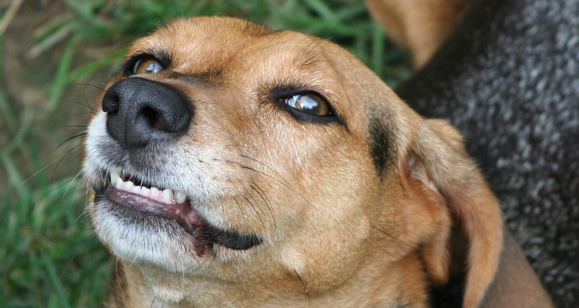 truffinade un chien qui grogne - Un chien qui grogne