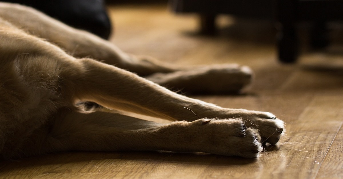 truffinade un chien qui vit dans l agitation - Un chien qui vit dans l'agitation