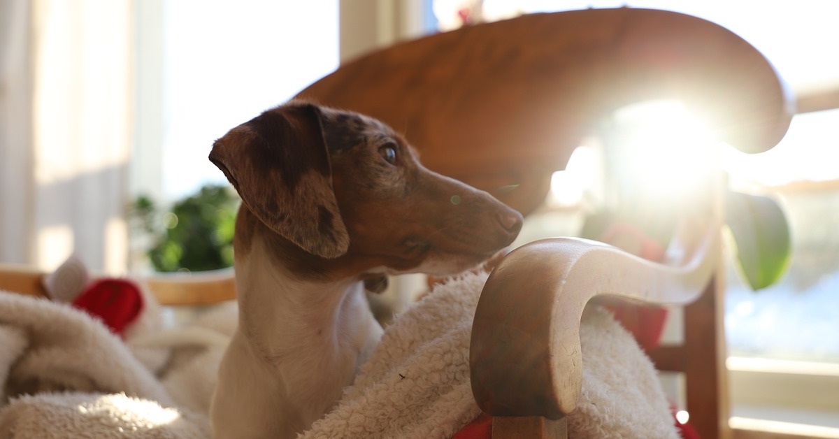 truffinade un chien qui s excite trop - Un chien qui s'excite trop au quotidien