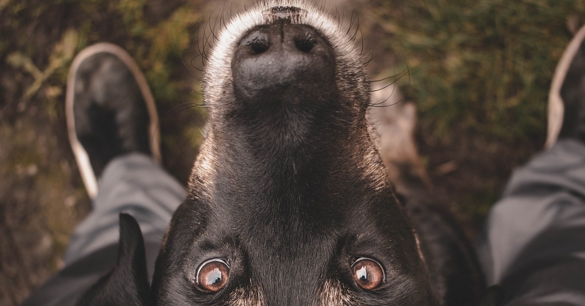 truffinade un chien qui est en demande d attention - Un chien qui est en demande d’attention