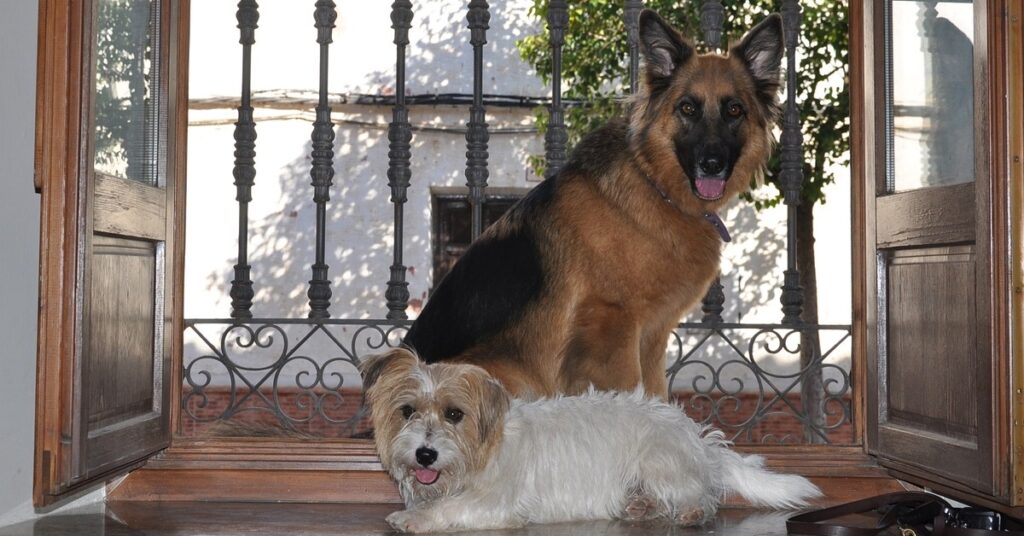 truffinade-un-chien-qui-ne-supporte-pas-la-sonnette-ou-le-toc-toc