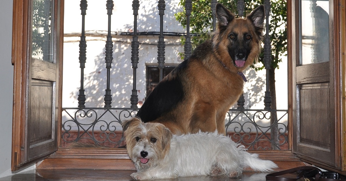 truffinade-un-chien-qui-ne-supporte-pas-la-sonnette-ou-le-toc-toc