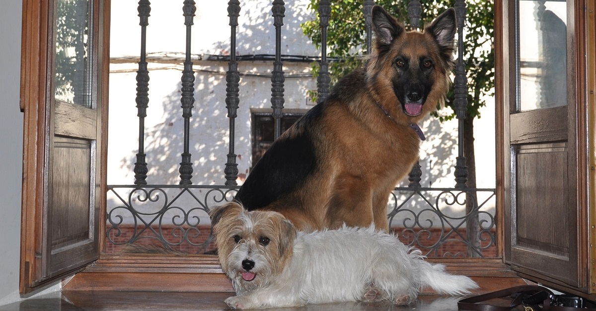 truffinade un chien qui ne supporte pas la sonnette ou le toc toc - Un chien qui ne supporte pas la sonnette ou le « toc-toc »