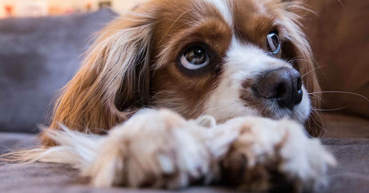 truffinade un chien qui detruit le canape - Un chien qui détruit le canapé